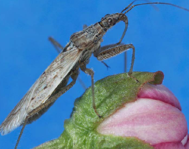 A damsel bug.
